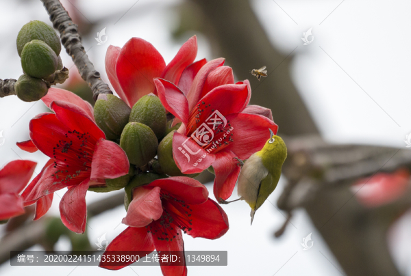 木棉花開