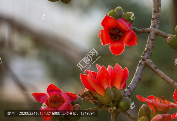 木棉花開(kāi)