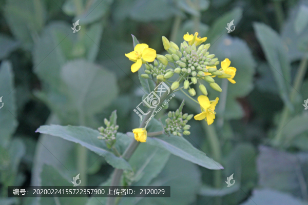 油菜花
