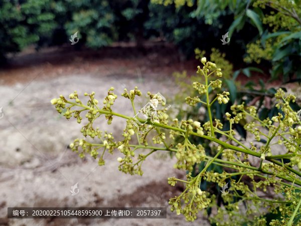 荔枝花