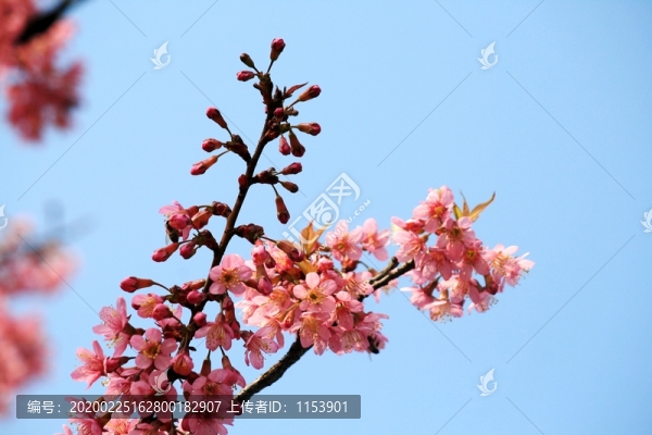 櫻花