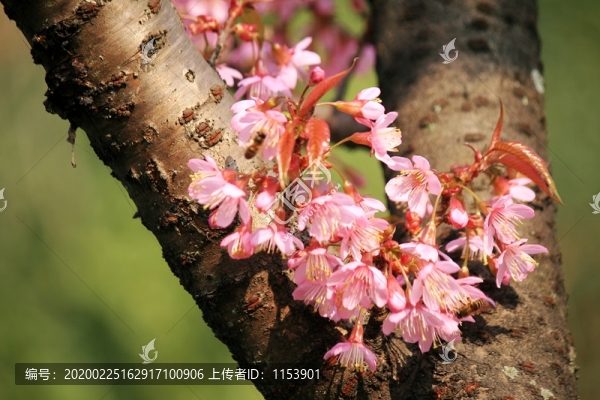 櫻花