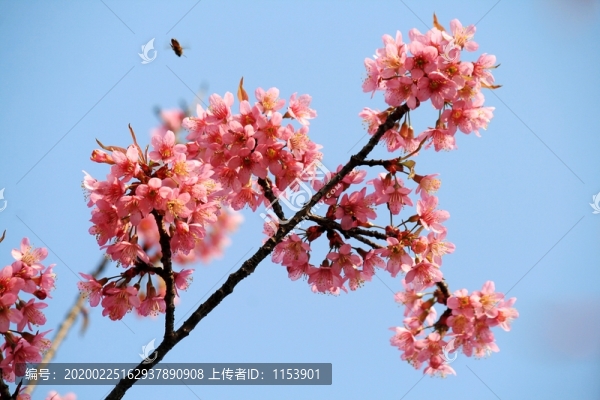 櫻花