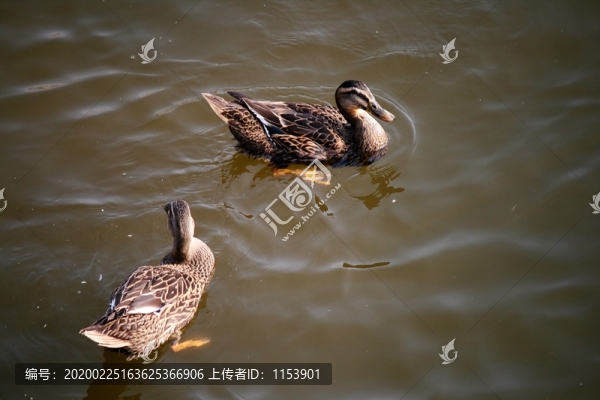 麻鴨