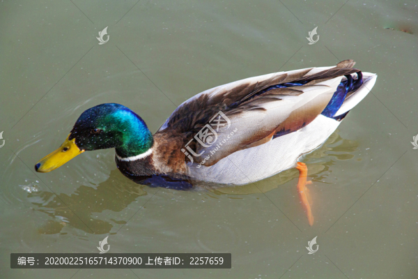 綠頭鴨