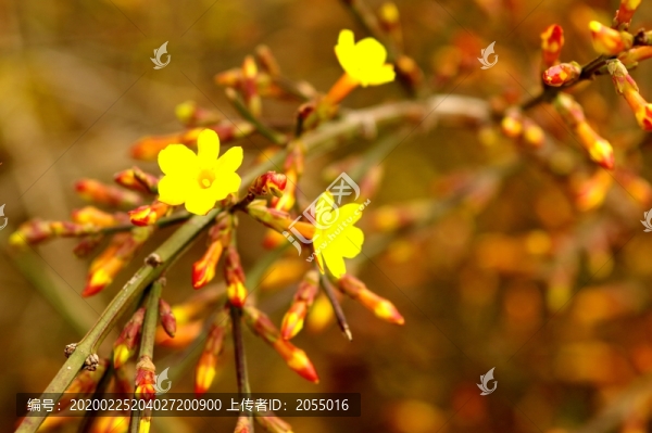 迎春花