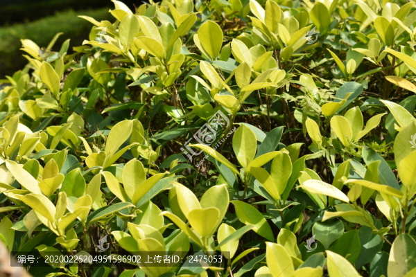 黃金榕