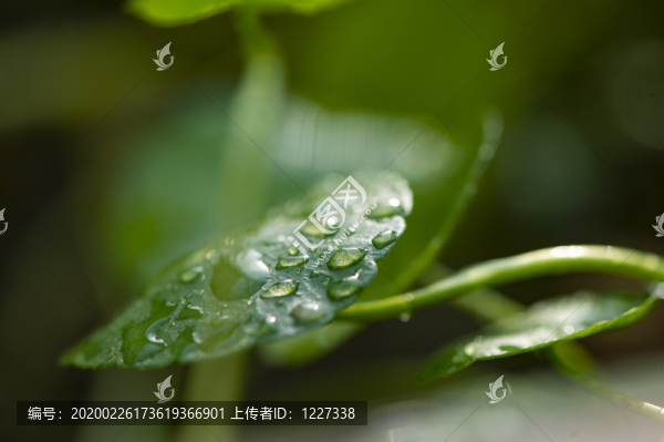 帶有晨露銅錢草