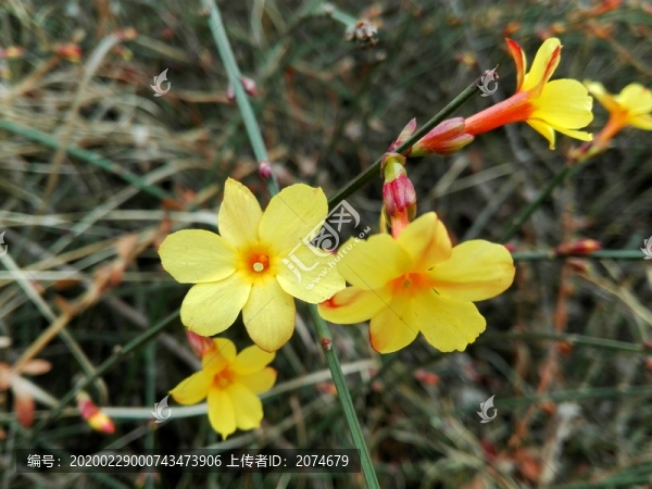 迎春花