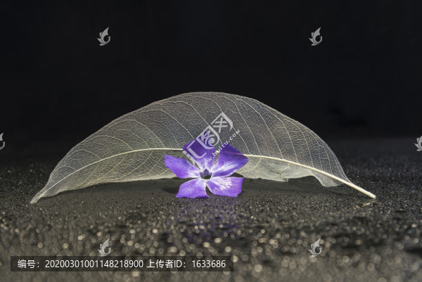 長春花