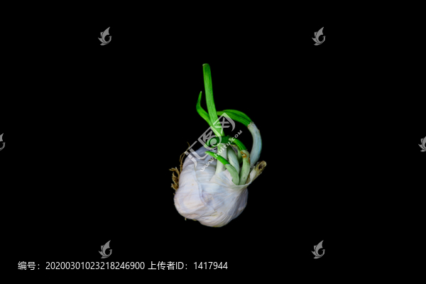 發(fā)芽的大蒜