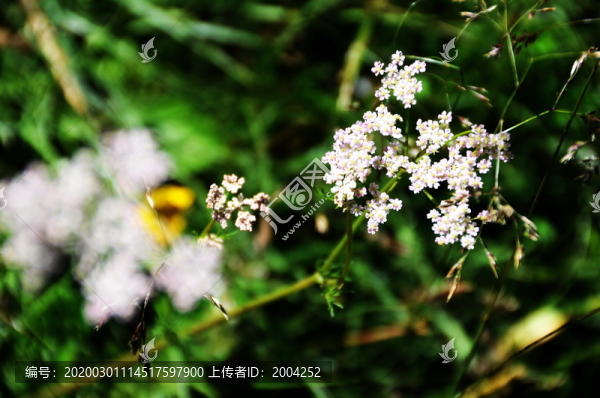 西藏路上的花
