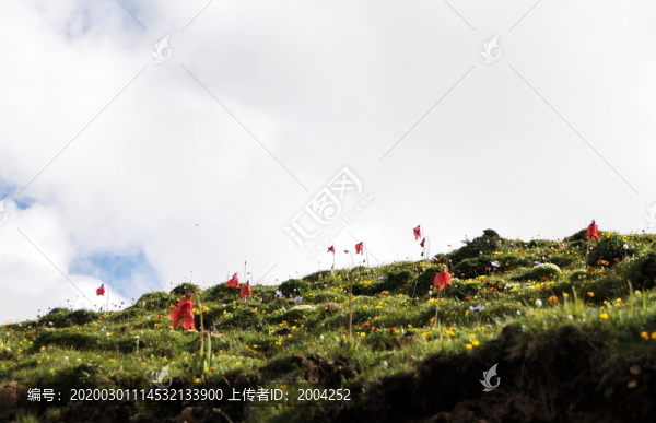 西藏路上的花