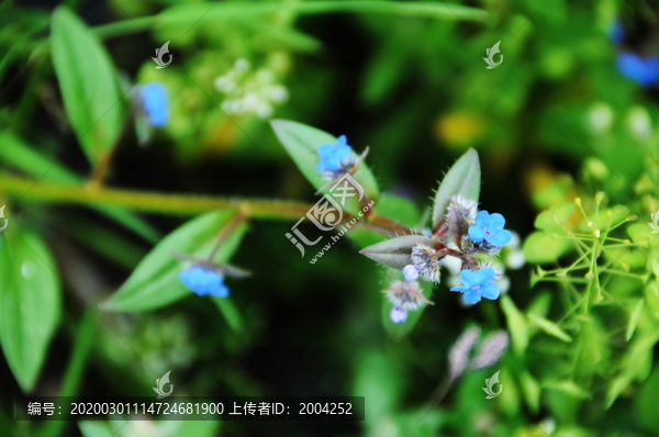 西藏路上的花