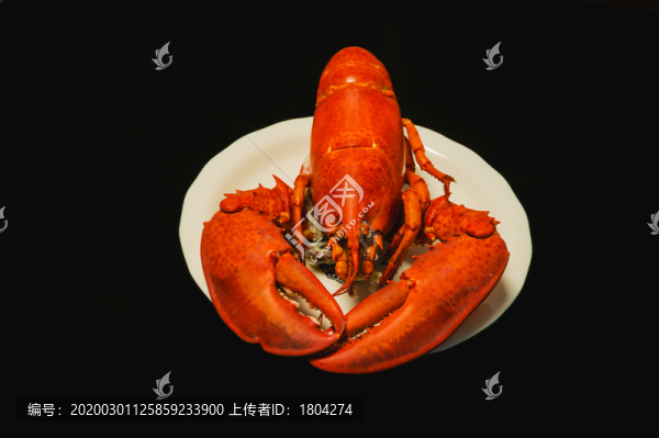 清蒸澳洲大龍蝦