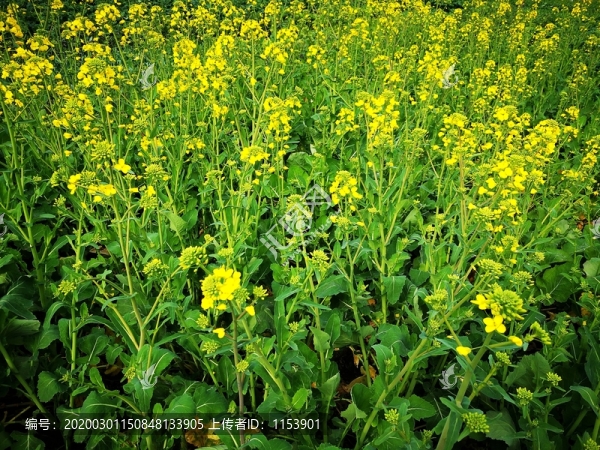 油菜開花