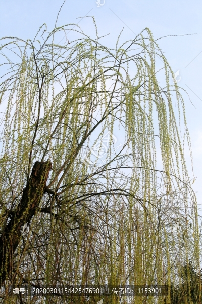 柳樹發(fā)芽