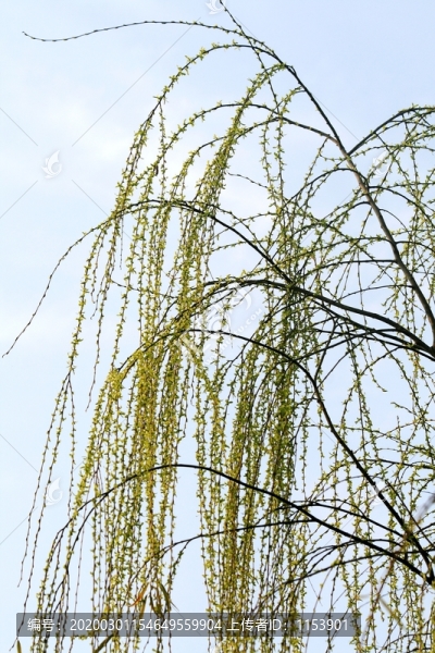 垂柳