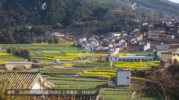 梯田陽(yáng)光油菜花
