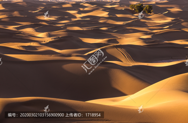 阿拉善沙漠黃昏駱駝太陽光影02