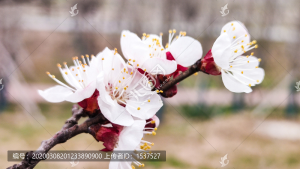 桃花盛開(kāi)
