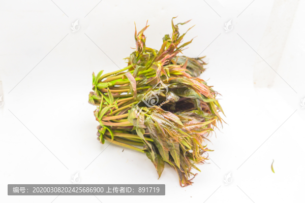 香椿