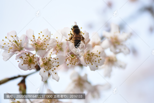 櫻花