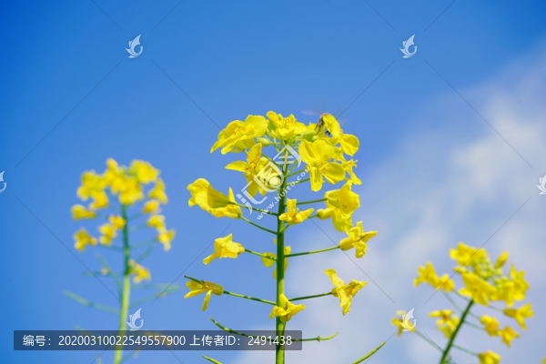 油菜花