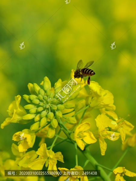 油菜花