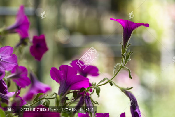 碧冬茄牽牛花植物花卉