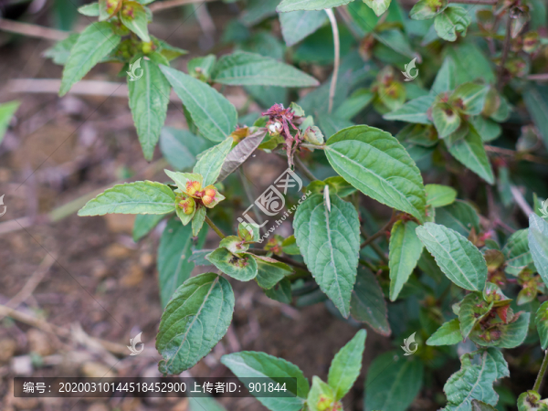 大戟科植物鐵莧菜