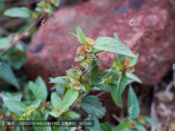 大戟科植物鐵莧菜
