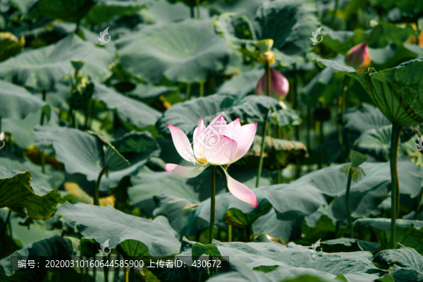 池塘里盛開的荷花