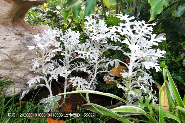 銀葉菊
