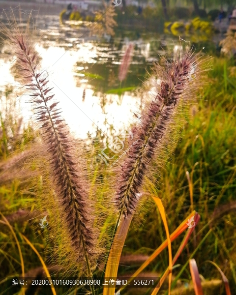 狗尾草
