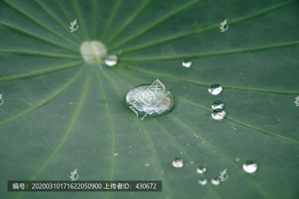 池塘里的荷葉