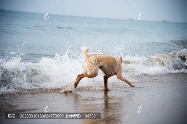 海灘上戲水的黃毛卡羅來納犬
