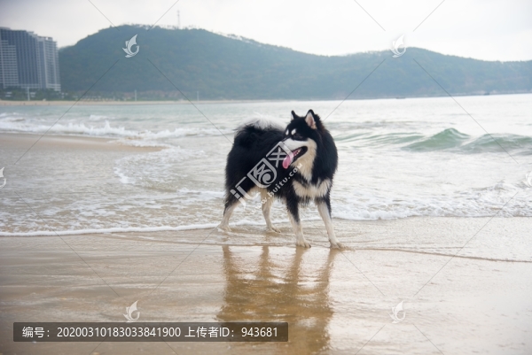 海灘上撒歡的阿拉斯加雪橇犬