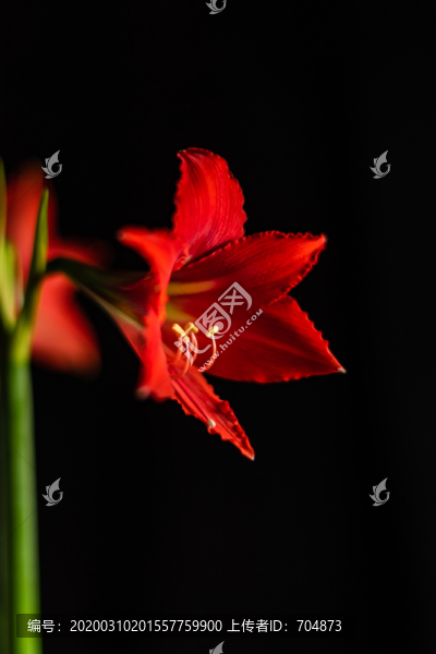 朱頂紅