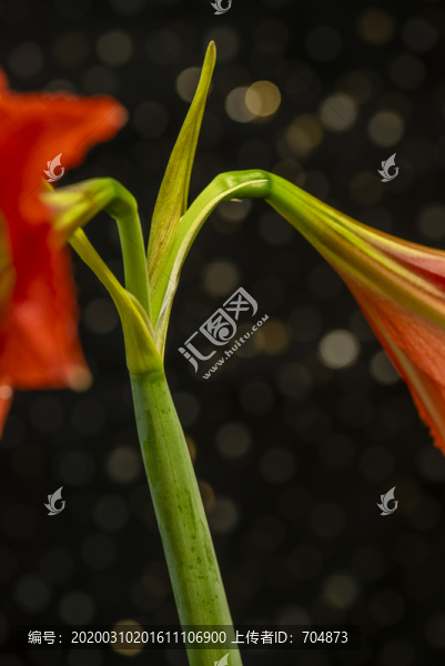朱頂紅花柱