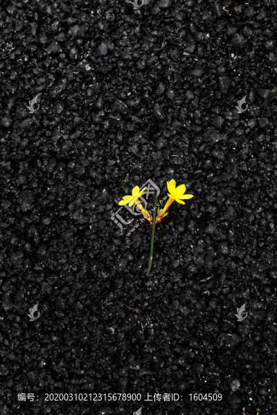 黃色的迎春花