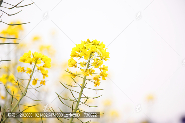 油菜花