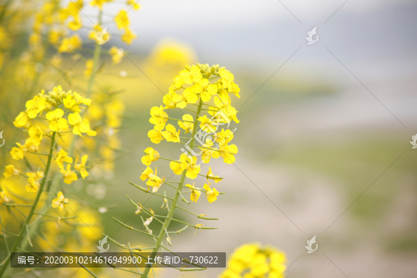 油菜花
