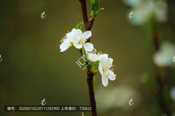 李子花