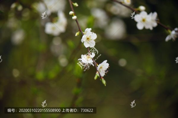 李子花
