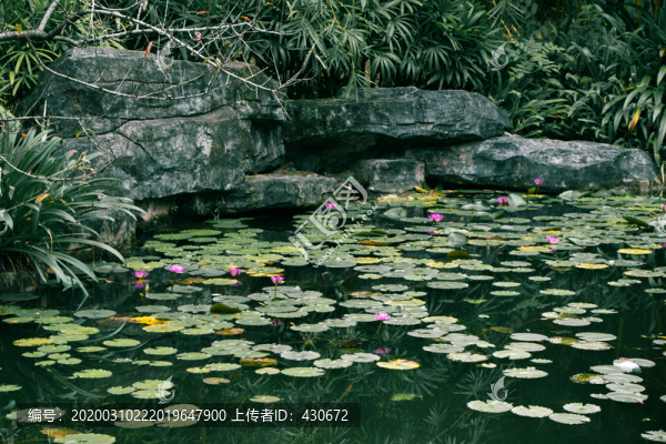 池塘與浮萍