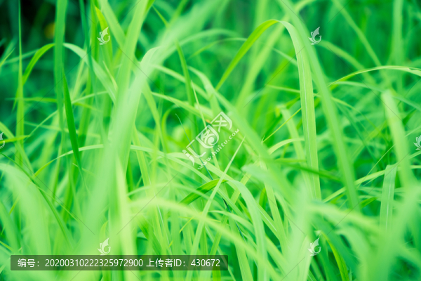 被風(fēng)吹動的小草