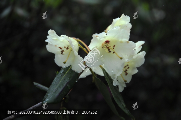 西藏路上的野花