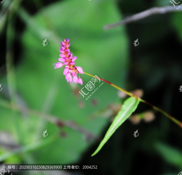 西藏野花