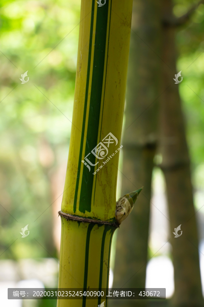 竹林中竹子特寫(xiě)